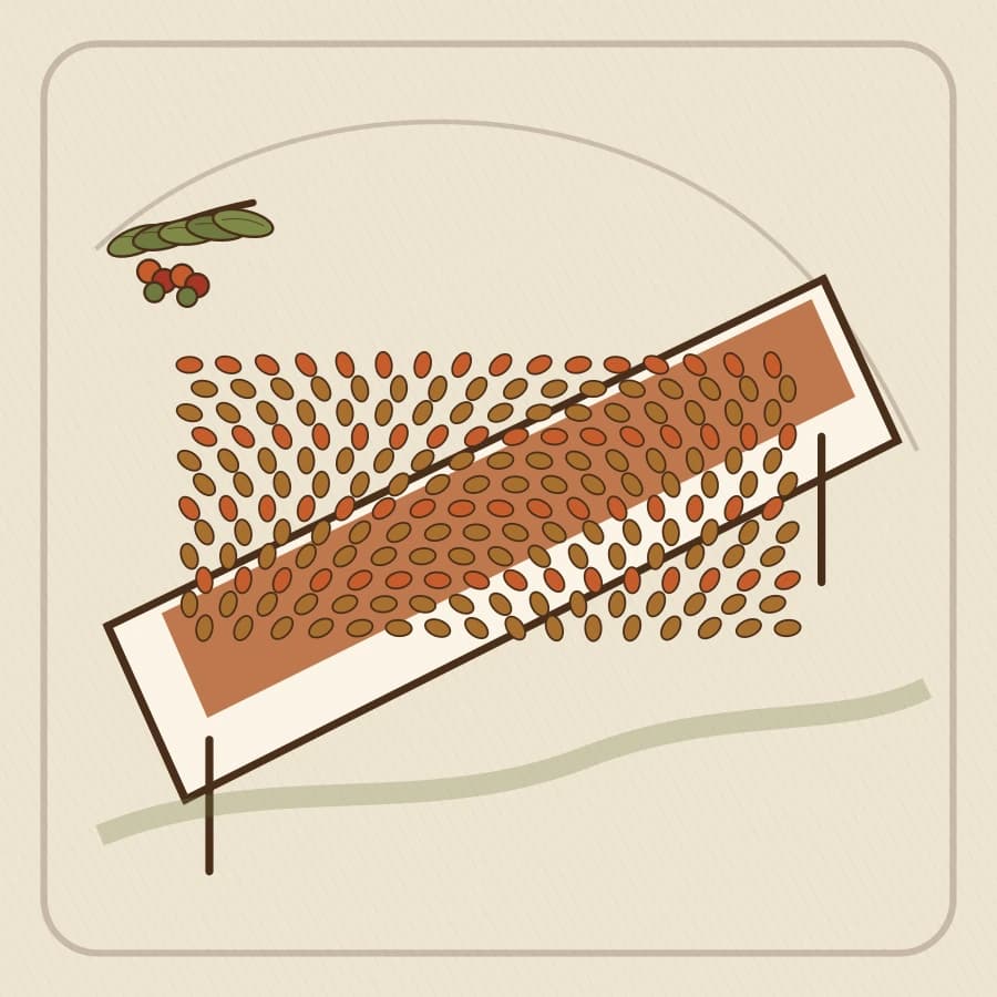 Vintage-style illustration of coffee drying on raised beds
